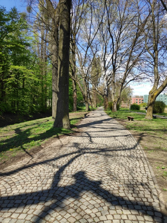 a sidewalk that has a long path with lots of trees lining it