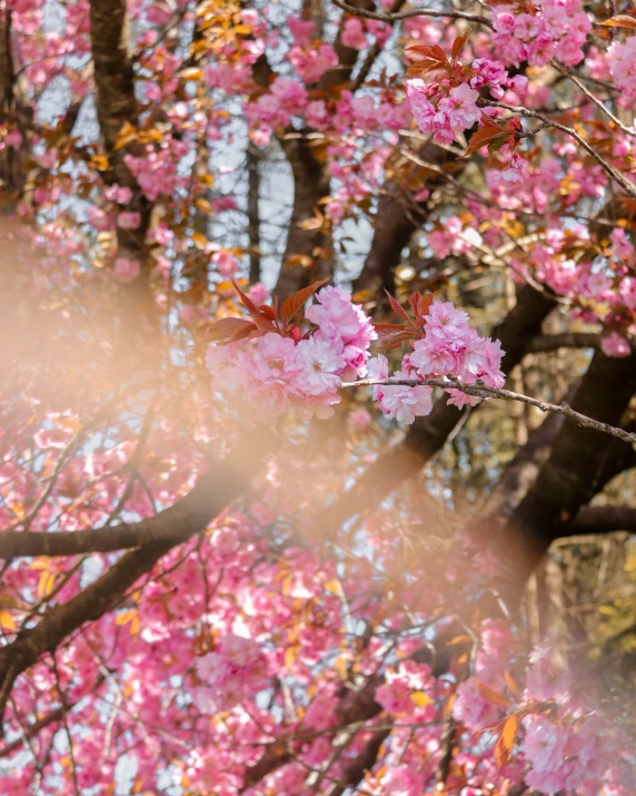 pink flowers are in bloom on the tree