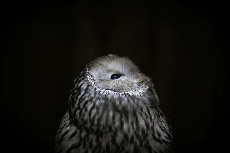 an owl stares ahead while standing on the ground