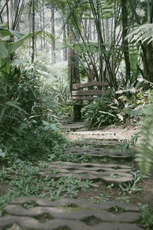 a bench in the woods sitting on a path