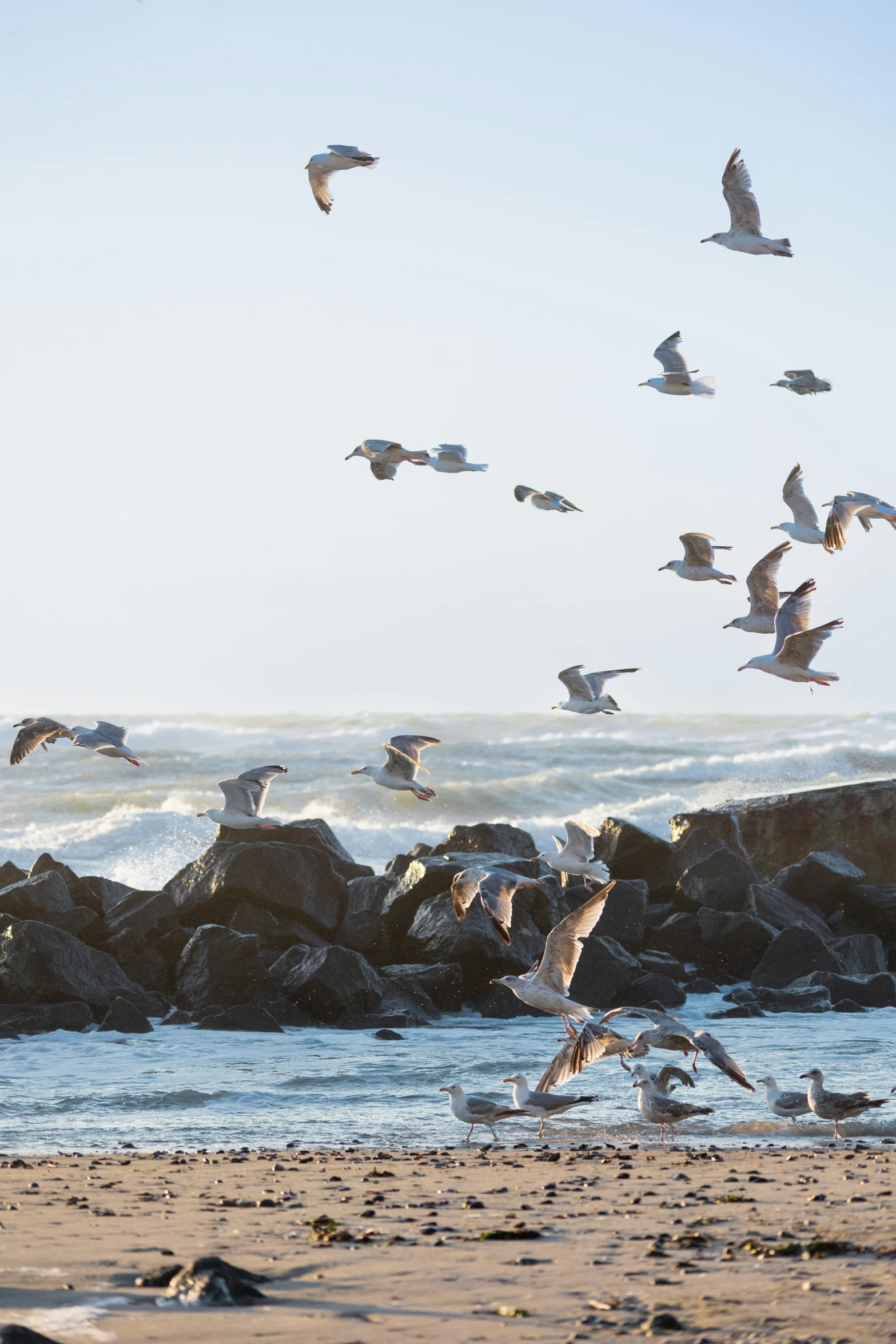 a large flock of seagulls flying in the air over rocks