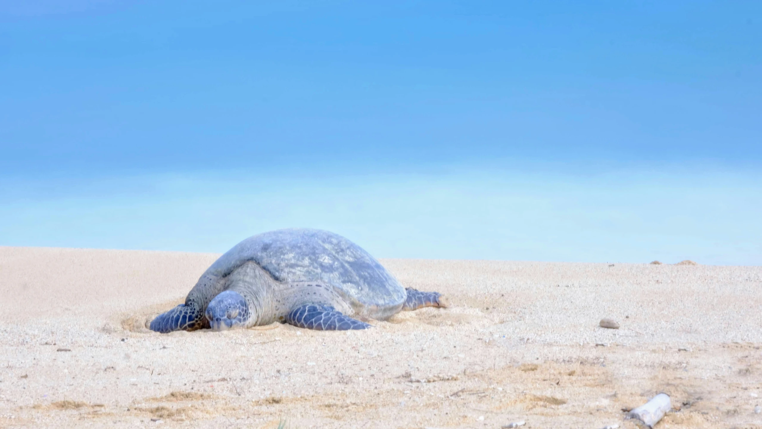 a sea turtle laying on top of a sandy beach