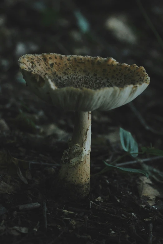 a mushroom sits on the ground near a plant