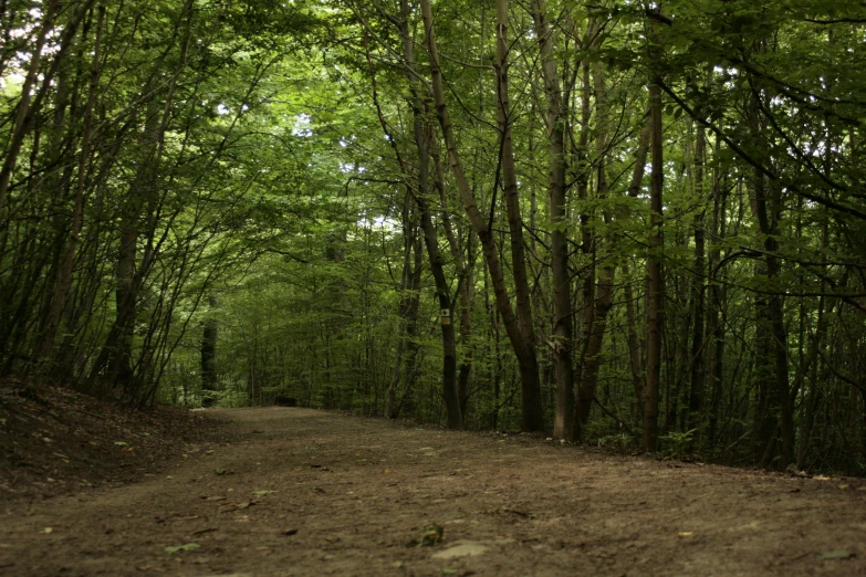 a dirt path lined with green trees and grass