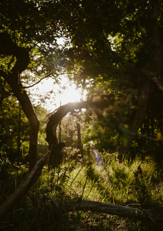 the sun peeking through trees in the distance