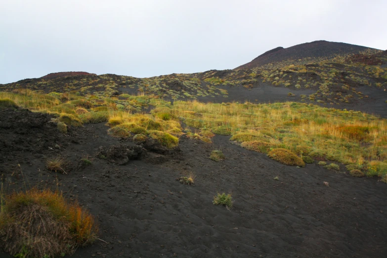 there are plants and grass growing on the hillside