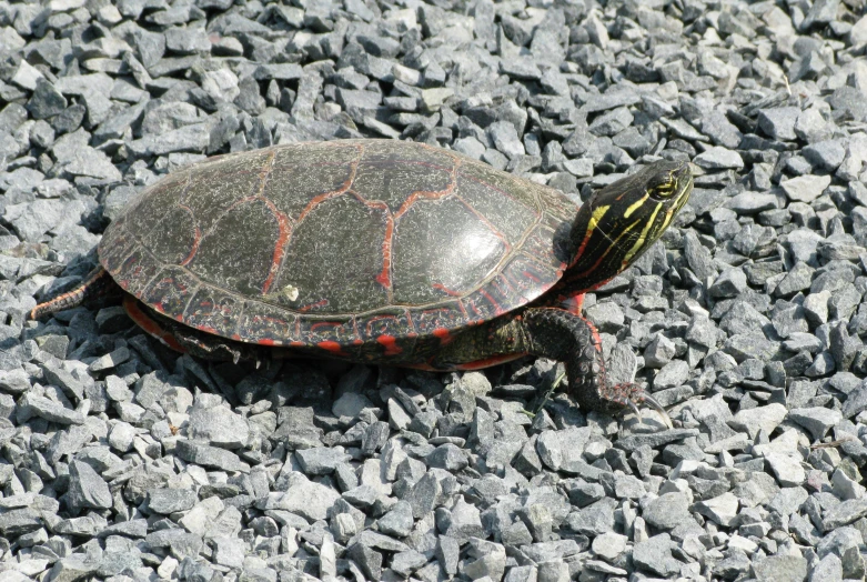 a turtle laying on some rocks on the ground