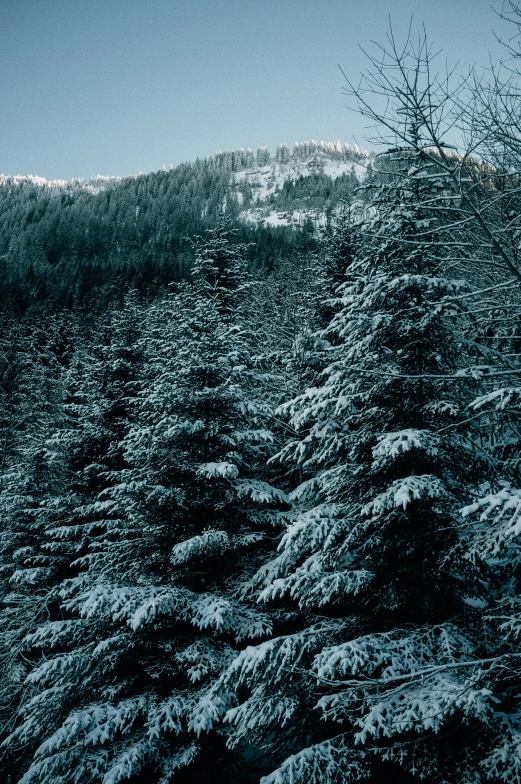 some snow on the top of some trees