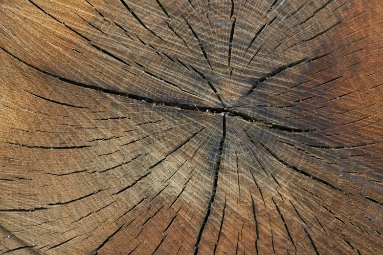 the structure of an old, cut down tree