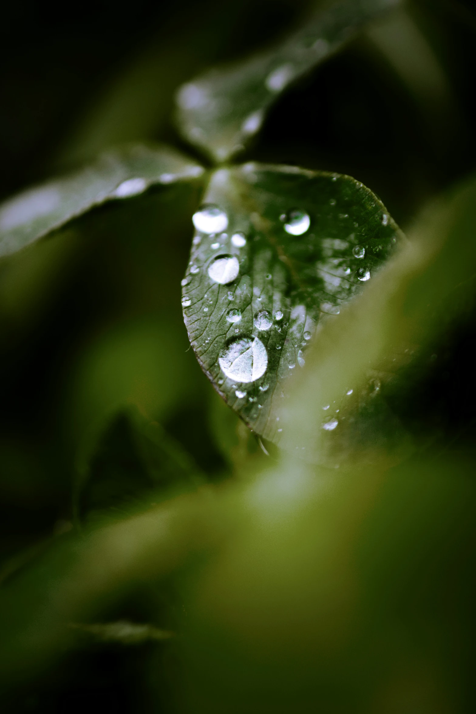 drops of water on a green leaf