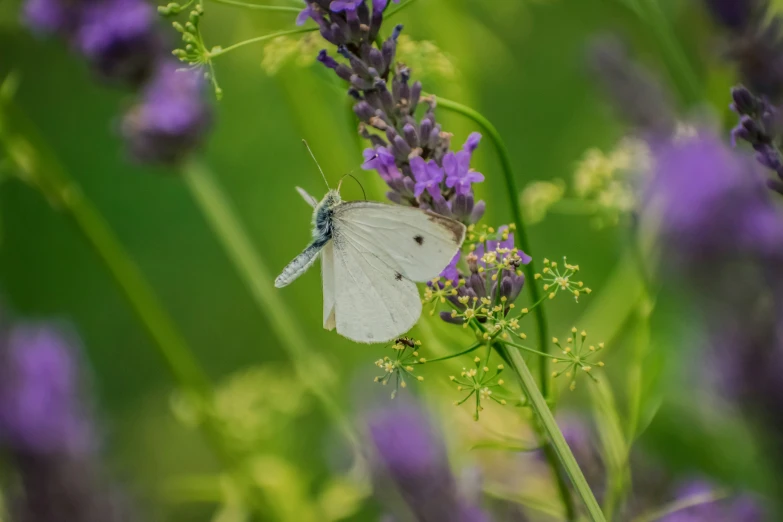 white erfly and lavender flowers in the green grass