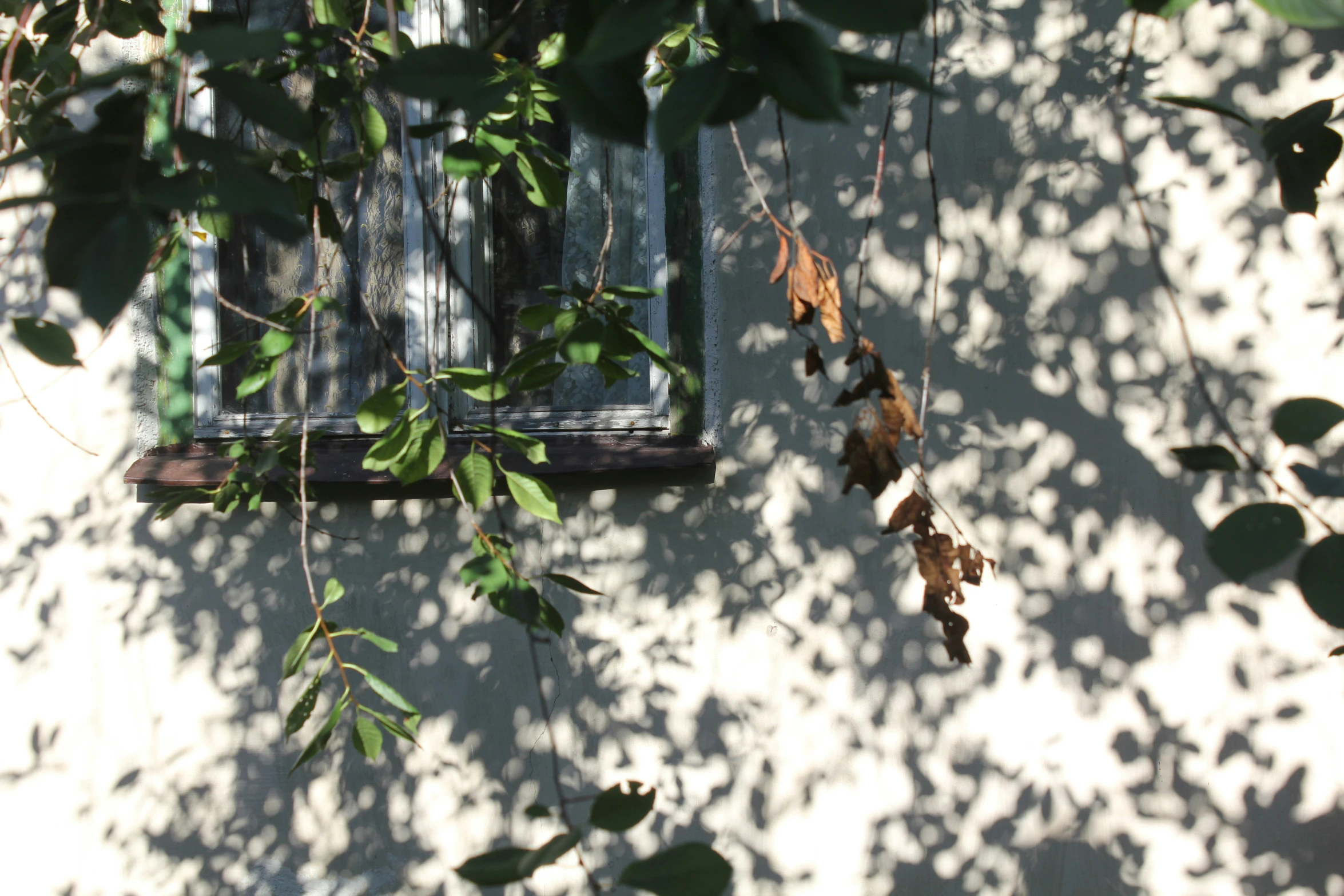 a wall with some leaves on it next to a window