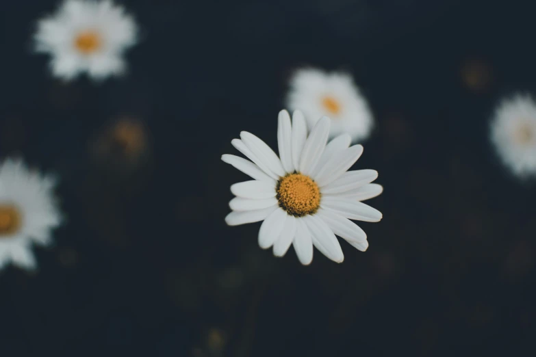 this is a single white flower surrounded by several daisies