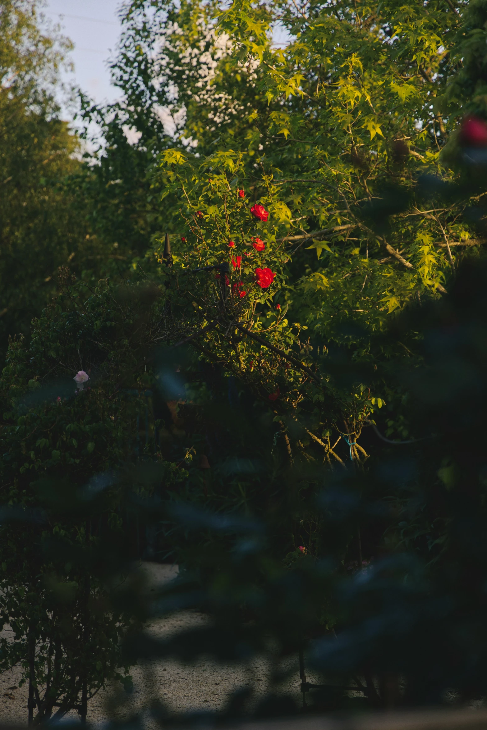 the camera is being viewed through the trees