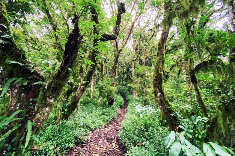 the trees have very large green leaves and ferns on them