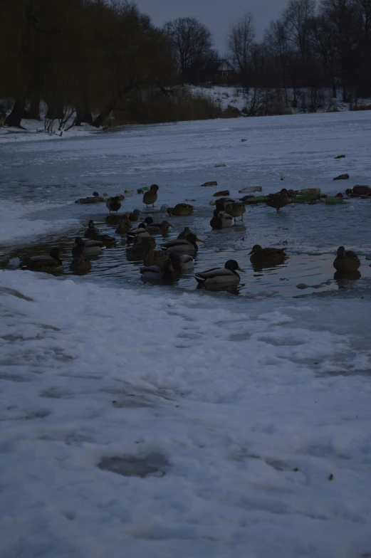 a river filled with lots of ducks floating