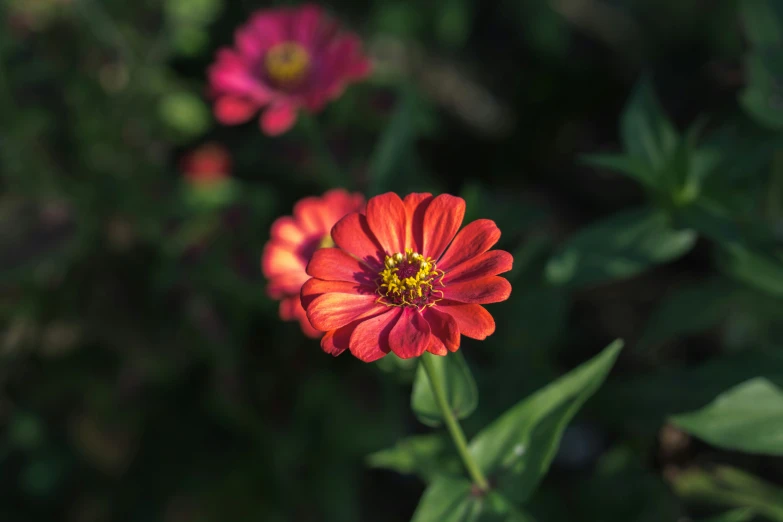 there is a closeup image of flowers growing outside