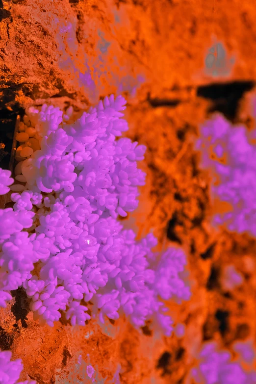 a closeup po of purple flowers in a pink and orange vase