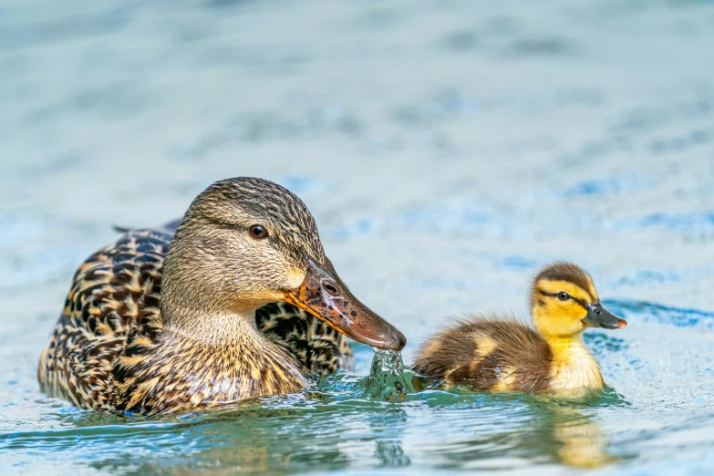 an adult and baby duck swimming on a body of water