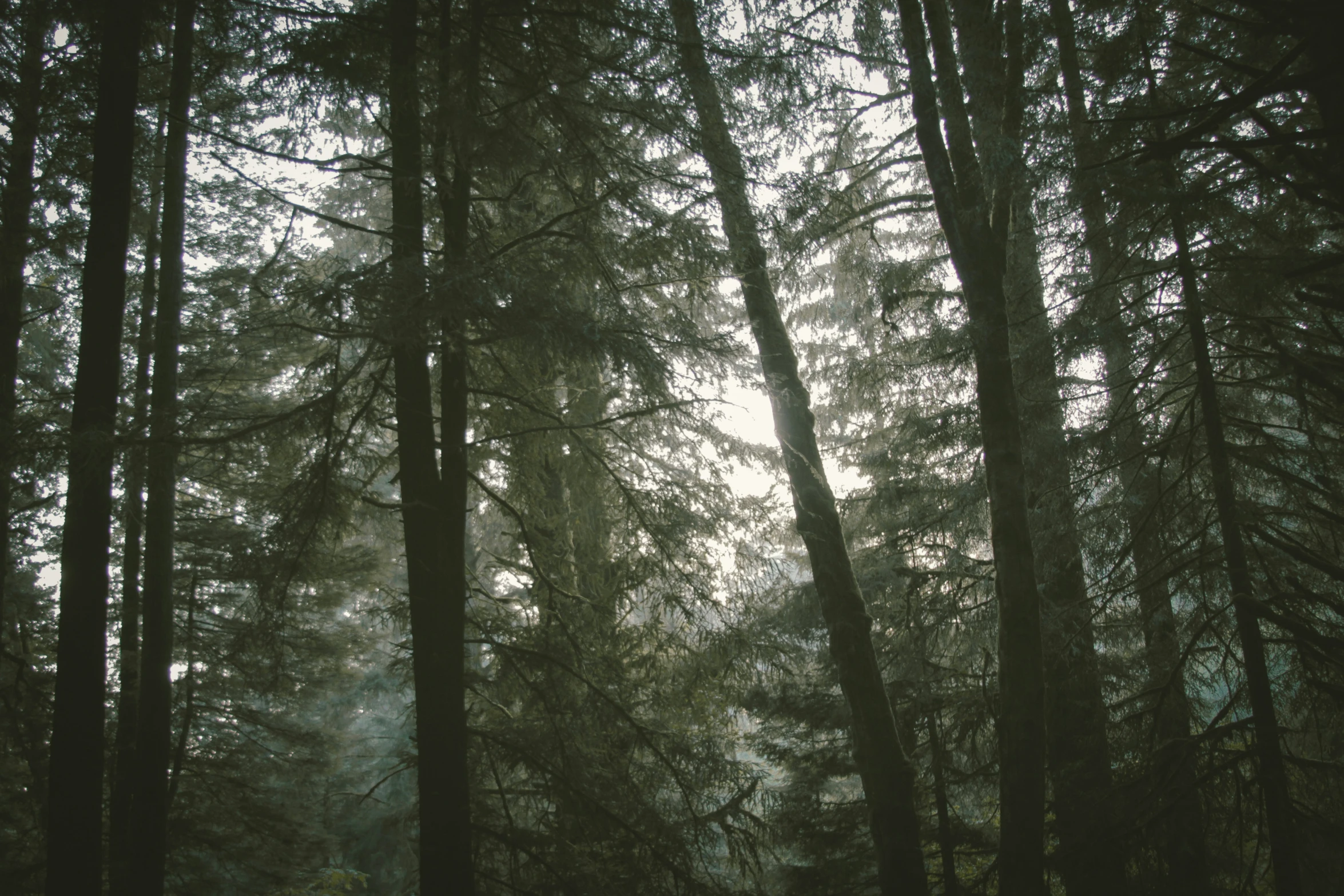 a man walking down a tree covered forest