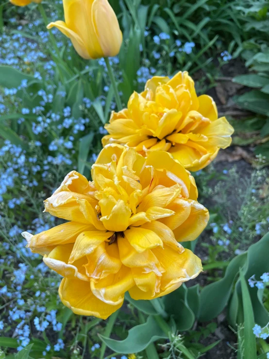 yellow flowers blooming in front of a green and blue plant