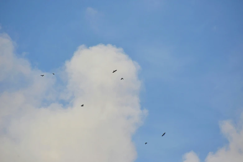 a bunch of birds are flying in the sky