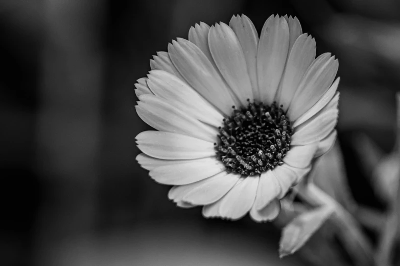 two flowers one black and white one is yellow