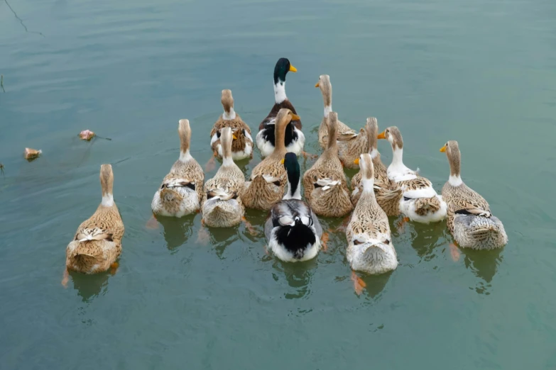 a flock of birds sitting on top of each other in water