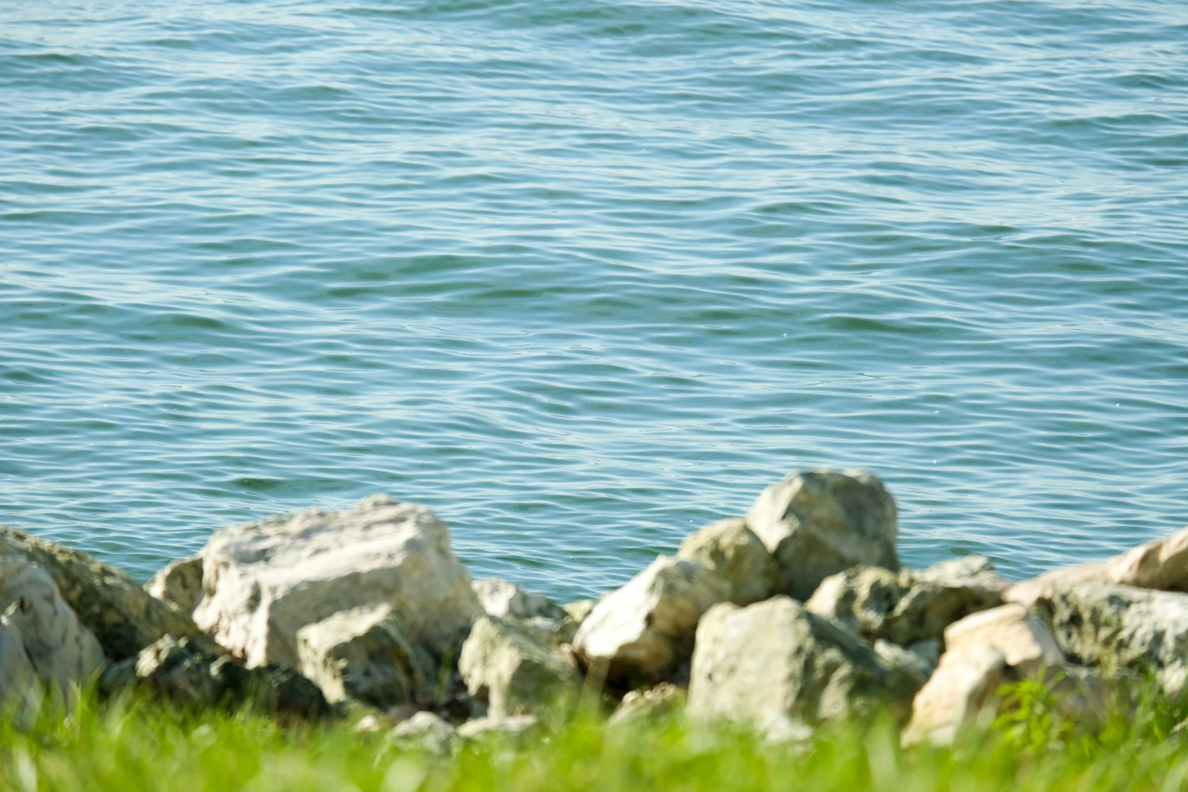 a small bird perched on some rocks by the water