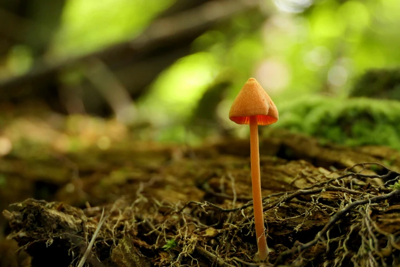 a single orange mushroom on some moss in the woods