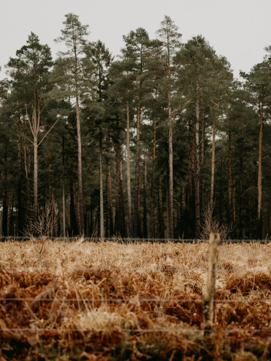 a field with trees and dry grass in the background