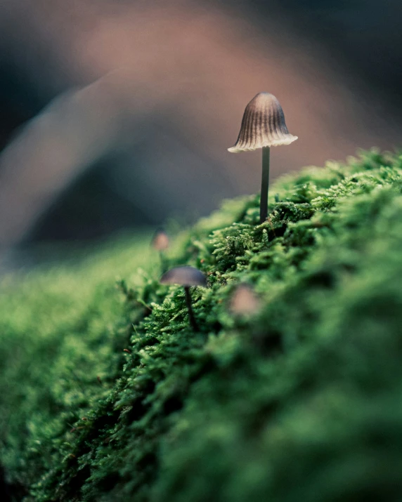 a mushroom sitting on the side of a moss covered rock