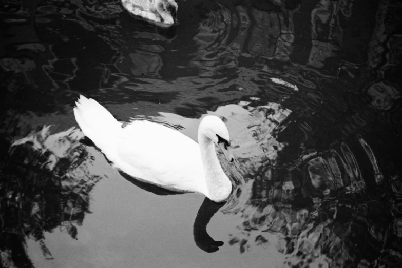 a white swan floating in a body of water