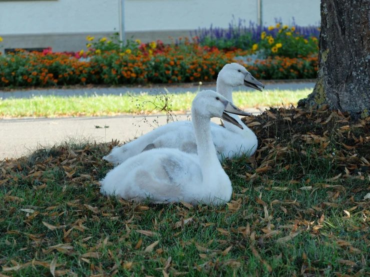 three white birds sitting in the grass under a tree