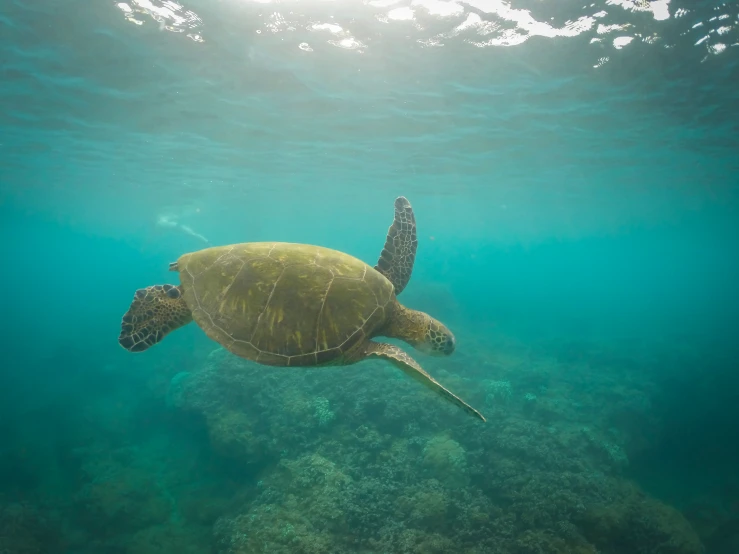 a sea turtle swimming in the blue water