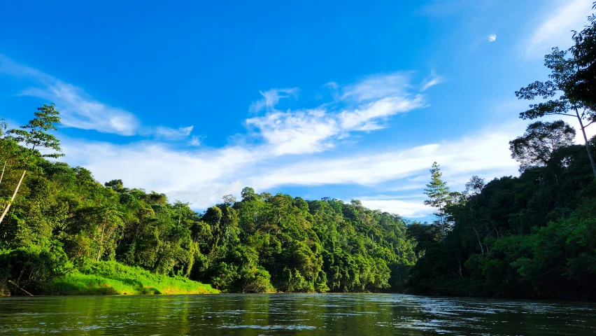 a body of water surrounded by lush green trees