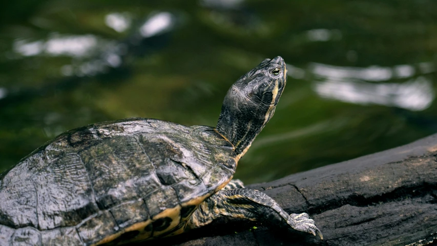 a turtle with yellow stripes is sitting on a nch