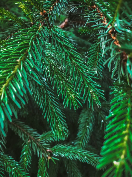 the nches of a pine tree are close together