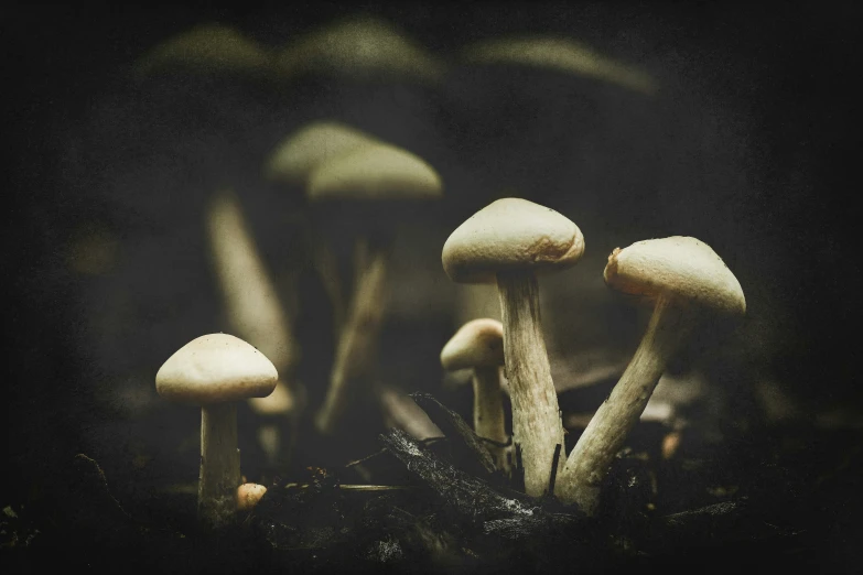 mushrooms in a mossy area, in the night