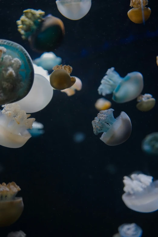 some small and large sea jelly floating in water