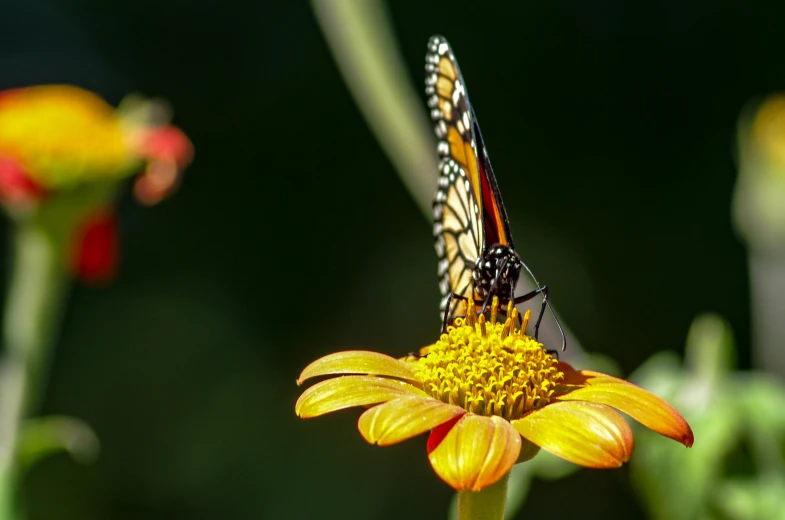 a black and white erfly sitting on a yellow flower