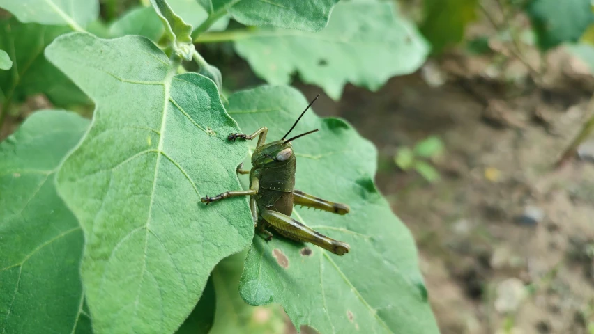 a bug that is perched on a leaf