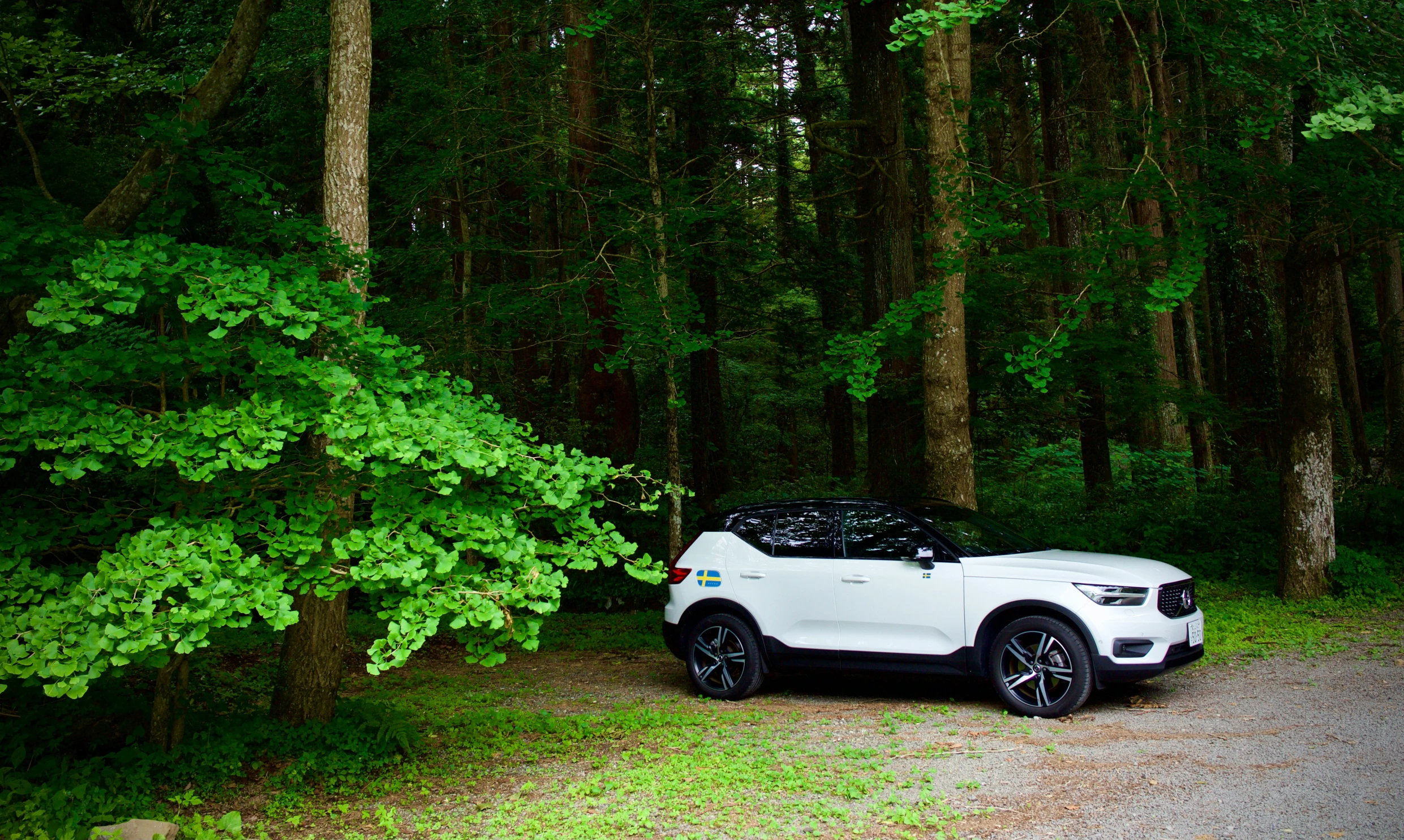 a white car parked in the woods next to some trees