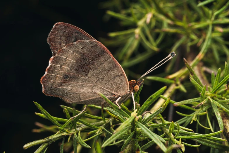 a brown and black erfly on top of a green plant