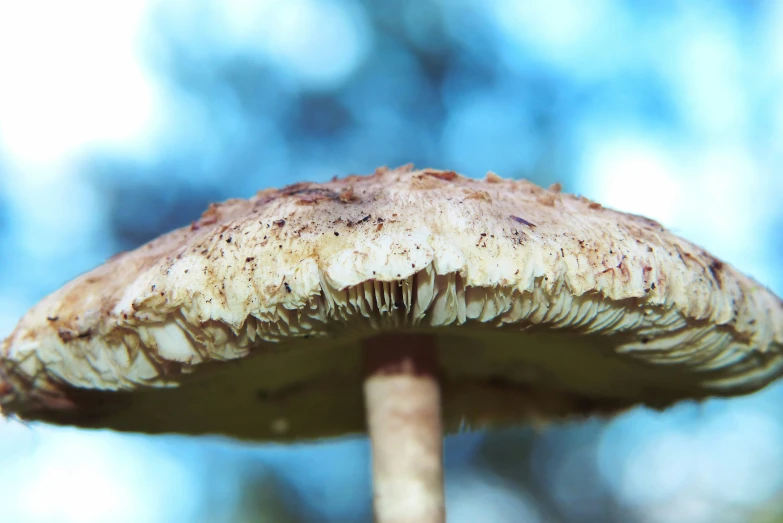 an extreme closeup of the brown mushroom