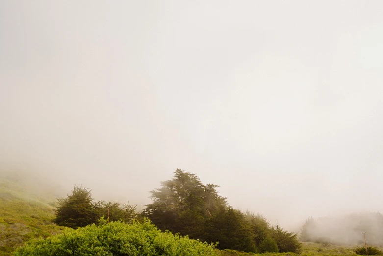 a view of some trees in the middle of a foggy field