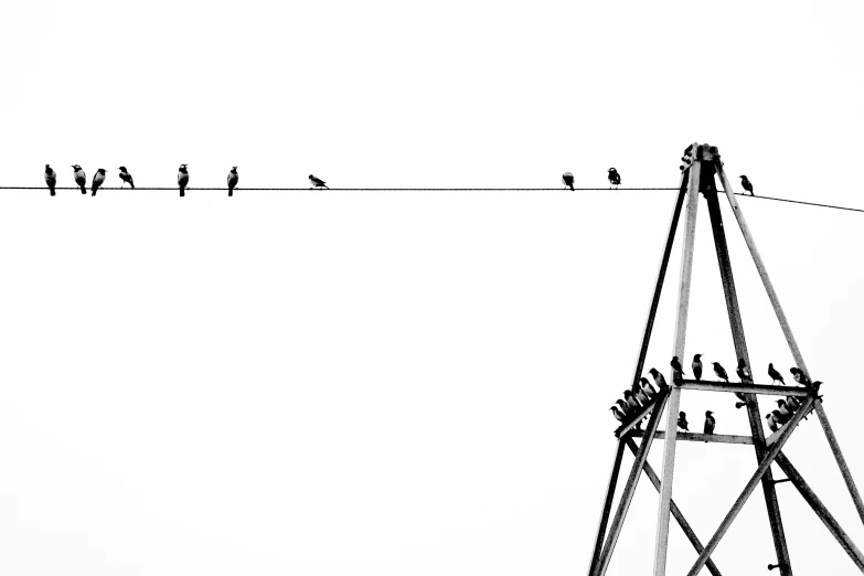 a line with birds on top of it