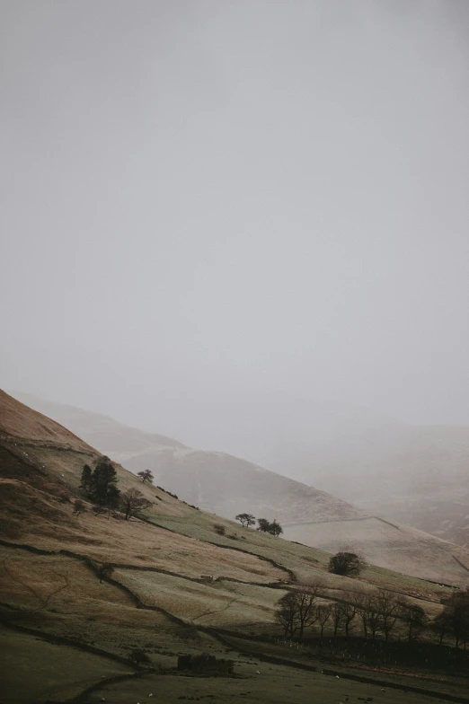 a foggy hillside with a couple cows grazing in the field