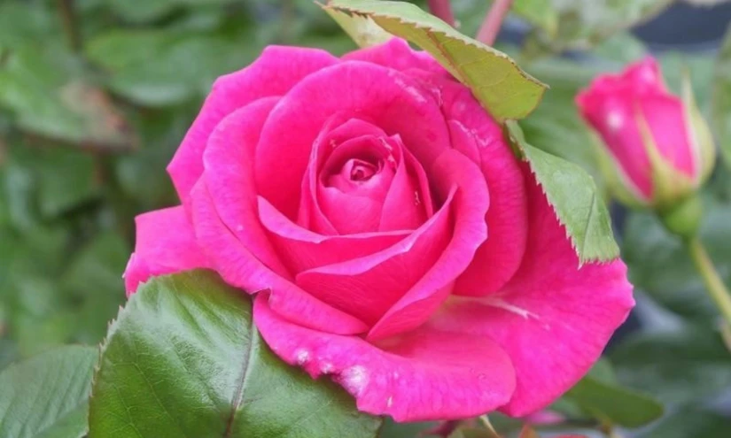 pink rose in bloom in large open space