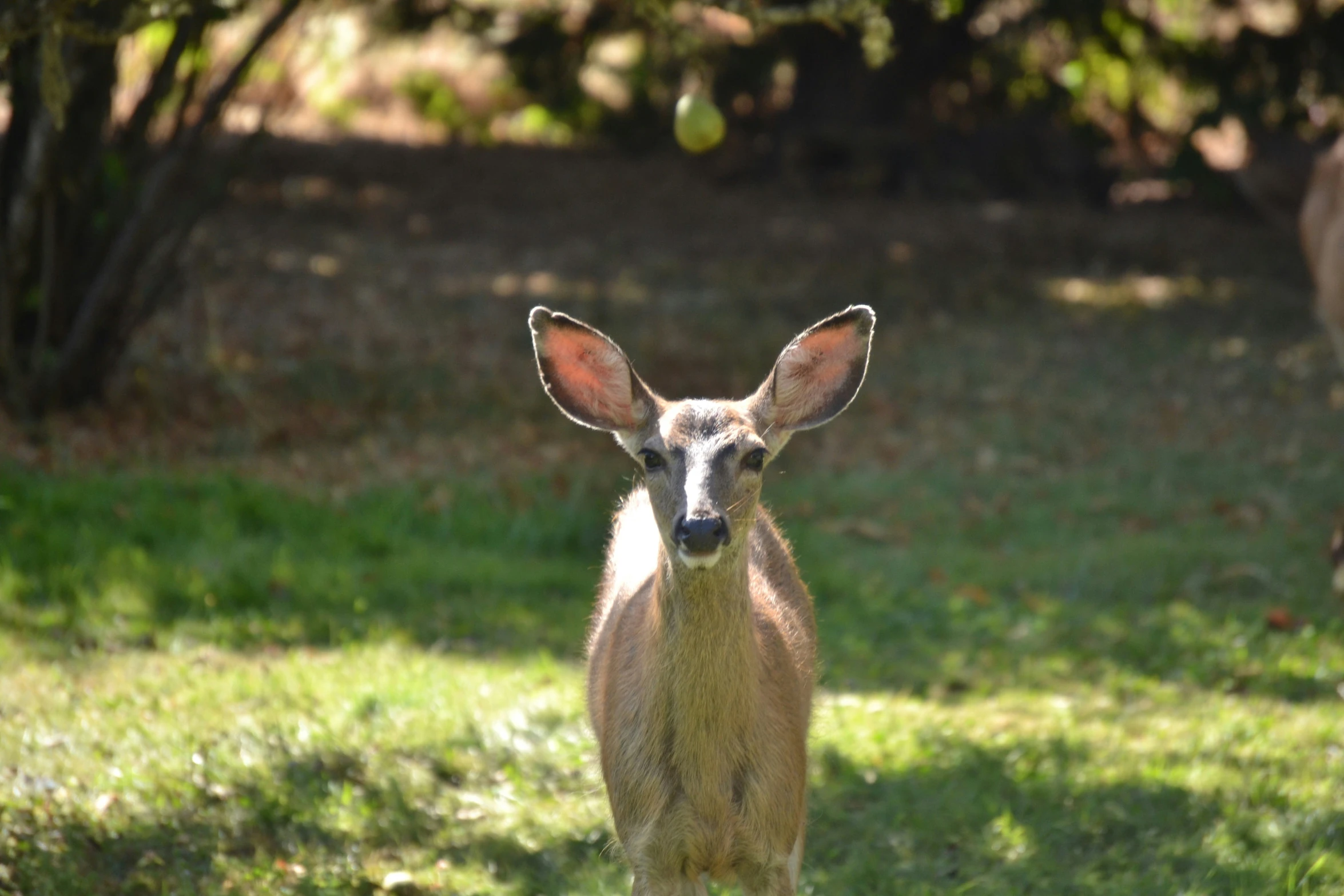 a deer standing in a grassy field in a wooded area